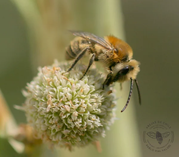 Chilicolletes sp.