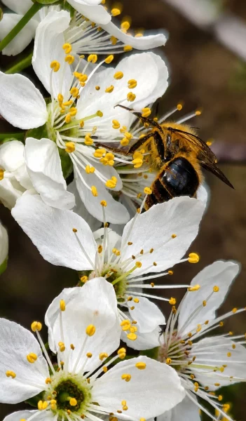Macho de Cadeguala occidentalis en una flor de frutal (Pablo Vial Valdés).