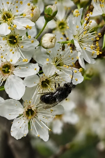 Macho de Colletes nigritulus en una flor de frutal. Registro propio de Pablo Vial Valdés.