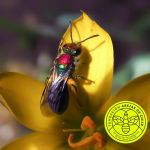 Corynura-atrovirens-abeja-nativa-wild-bees-native-chile-experto-endemica-Halictidae-animadas